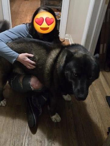 Siberian Husky Stud 31869