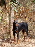 Sonyas Precious Pups Doberman Pinscher breeder