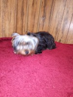 Peter Cagle - Yorkshire Terrier Stud
