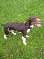 Craig Kubicar - English Springer Spaniel Stud