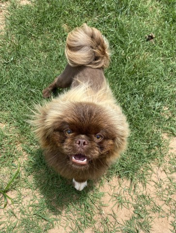 Pekingese Stud 30406