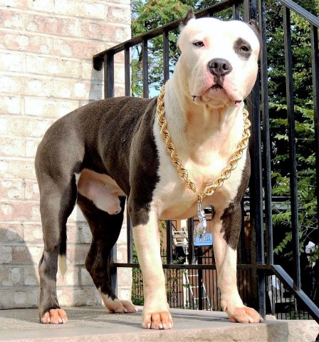 American Pit Bull Terrier Stud 29448