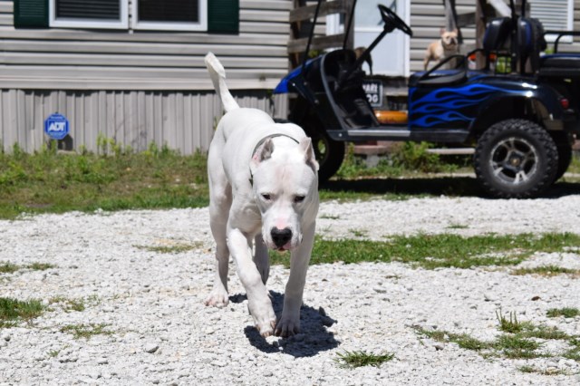 Dogo Argentino Stud 27389