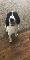 Tyler Ficek - English Springer Spaniel Stud