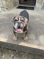 Gabriel - English Bulldog Stud