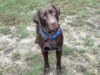 Joe Snyder - Labrador Retriever Stud