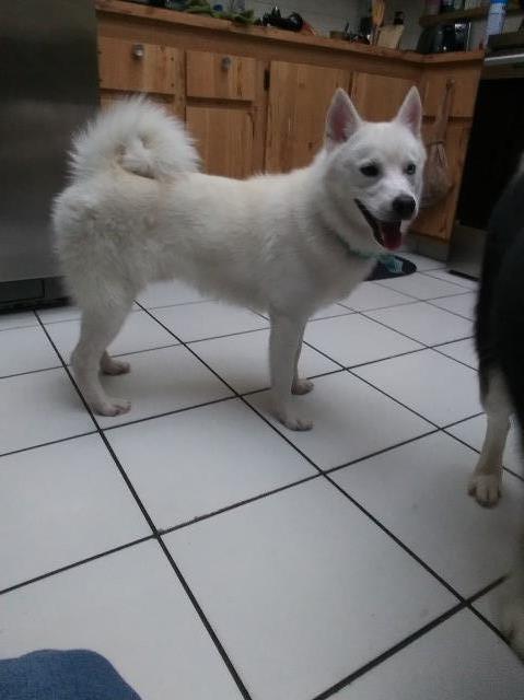 Pomsky Stud 30436