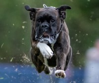 Allyson Patin - Boxer Stud