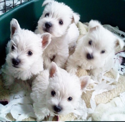 Westiepoo Puppies