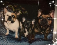 LAKE LIFE FRENCH BULLDOGS IN EAST TENNESSEE French Bulldog breeder