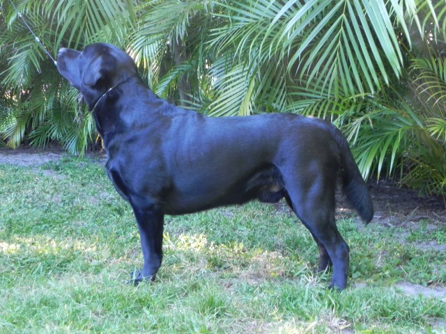 Turning Point Labradors