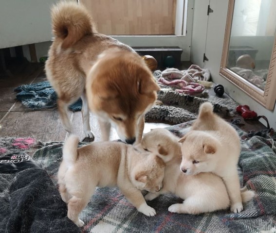 Tailwag Shiba Inu