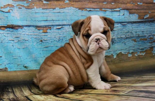 French Bulldog Breeder 26479