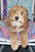 Robin's Pups of Florida Cockapoo breeder