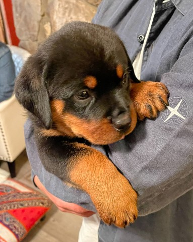 Rottweiler Stud 31113