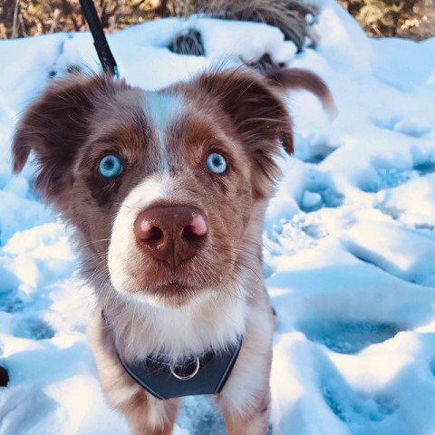 Australian Shepherd Dog Stud 28630