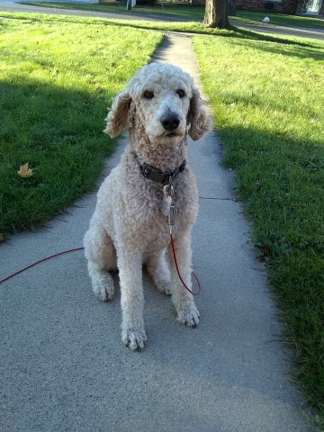 Handsome healthy standard poodle