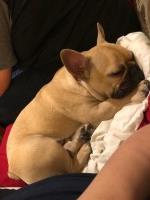 ASHLY - French Bulldog Stud