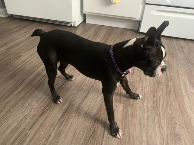 Boston Terrier Stud 29370