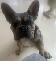 Angela - French Bulldog Stud