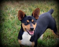 Clearbrook Kennels Rat Terrier breeder