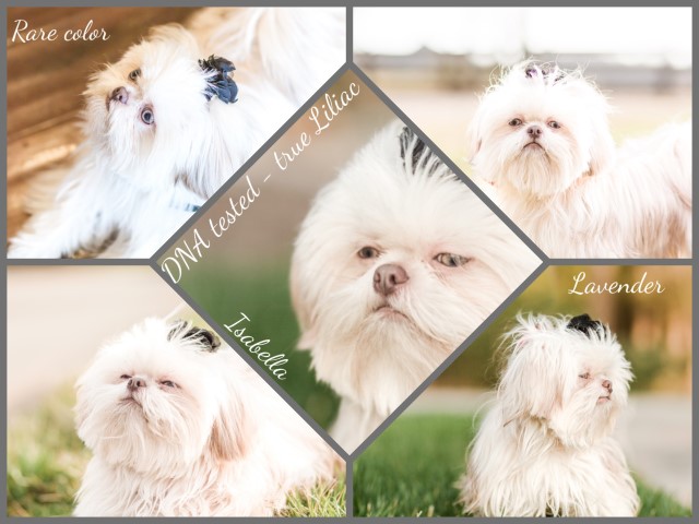 Shih Tzu Stud 30904