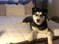 Anna Taylor - Siberian Husky Stud