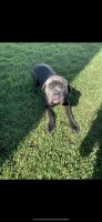 Jamie Johnson - Neapolitan Mastiff Stud
