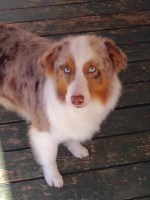 Echolight Aussies Australian Shepherd Dog breeder
