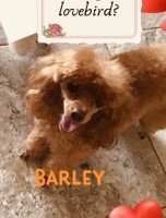 Bonnie morgan - Poodle Toy Stud