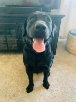 Kathleen Gauthier - Labrador Retriever Stud