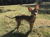 Mochi - Chihuahua Stud