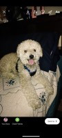 Alexander Juarez - Maltipoo Stud