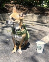 Antonio - Chihuahua Stud