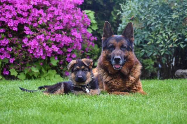 Texas Big German Shepherds