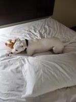 Diamond Dogo's Dogo Argentino breeder