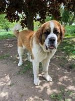 Cortney - Saint Bernard Stud
