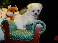 Happy Lil Pawz Maltese breeder