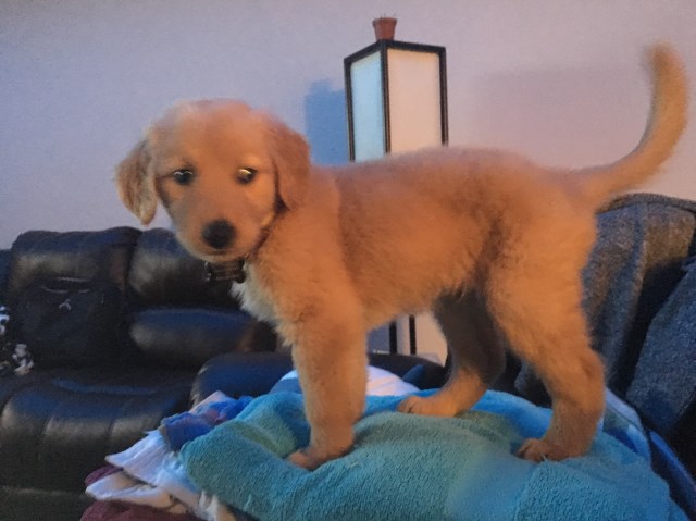 Becki, Golden Retriever Stud in Austin, Texas