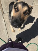 Sabrina - German Shepherd Dog Breeder German Shepherd Dog breeder