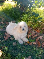 Lynda Kubena - Maltipoo Breeder Maltipoo breeder