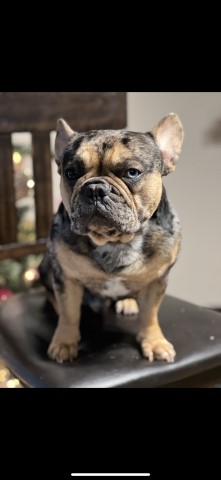 French Bulldog Stud 31045