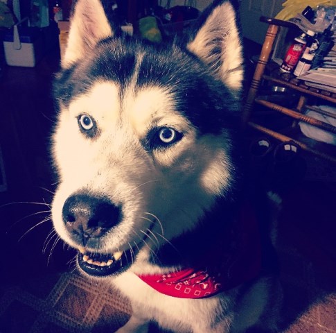 Cody (Siberian Husky)