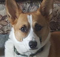 Gary Shenkle - Pembroke Welsh Corgi Stud