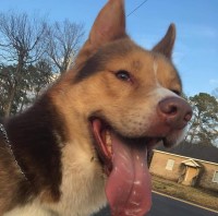 Clayton Ratledge - Siberian Husky Stud