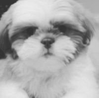 Sonia - Shih Tzu Stud