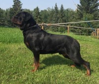 OFFENBURGHER KENNELS Rottweiler breeder