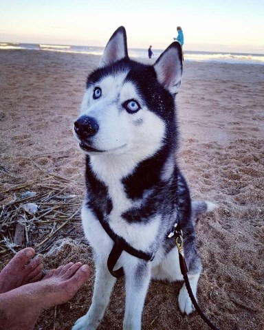 Siberian Husky Stud 26727