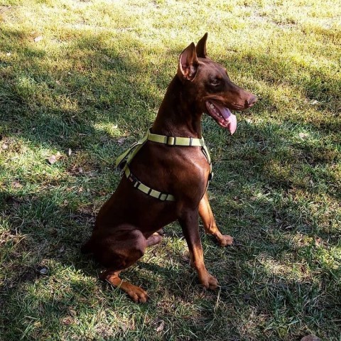 Doberman Pinscher Stud 28856