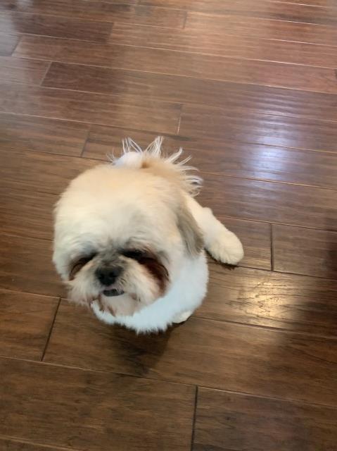 Shih Tzu Stud 28203